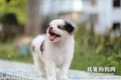 狗狗腹腔积水怎么治疗?