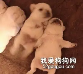 为什么总有人喊法斗猪猪？因为它们从小睡觉就这个懒样！