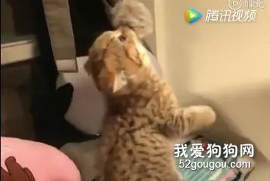 铲屎官钓猫，愿者上钩！