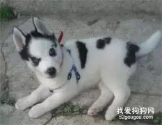 老爸刚学会网购就买了只哈士奇，看到后瞬间懵了！网友纷纷吐槽：这是百年难遇的神兽！