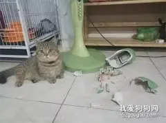 这两猫不小心打碎了一个罐罐，主人看到罐里的东西后，都懵了