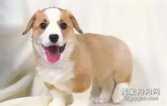 狗狗睾丸炎的症状和处理方法