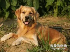狗狗常见病消化系统疾病（内附治疗方案）