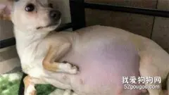 狗狗难产的原因症状和治疗