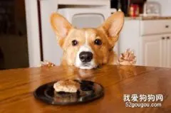 狗狗得尿毒症的症状和治疗方法