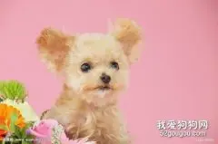 狗狗肾炎的病因症状与治疗措施
