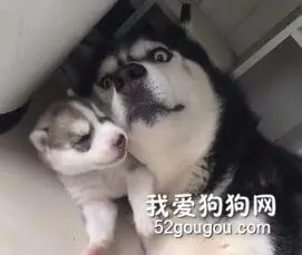 二哈的带娃哲学——活着就行！