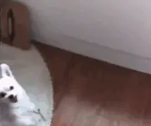 主人一下班狗狗就会这样迎接他：也忒不害臊了...