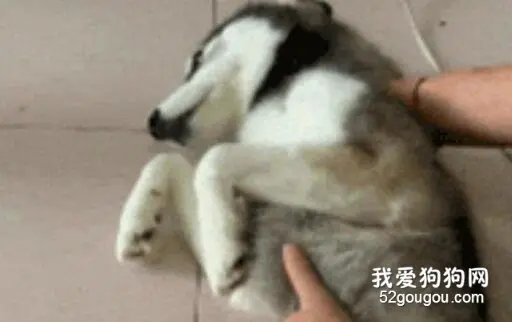 主人抓着二哈的爪子，狗子竟然“当场去世”？太沙雕了