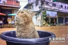 家里涨水，主人把猫咪放盆里救了出来，这货表情竟然...