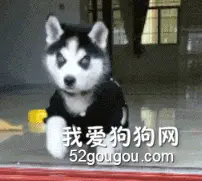 哈士奇看过机器狗走路，回来后整只狗就不好了，笑屎了！