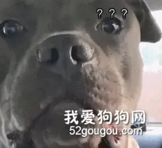 狗子听到自己要被绝育后，瞬间怀疑狗生：你怎么能这样对我！