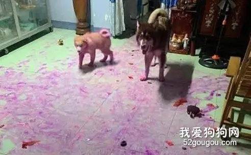 阿拉斯加带着小伙伴一起玩拆家，主人气到欲哭无泪，这狗真不想要了！