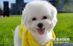狗狗肝腹水怎么引起的?