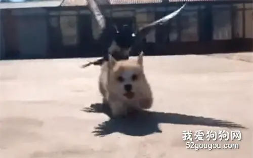 小短腿柯基被鸟追着跑，妈耶简直可爱到犯规！