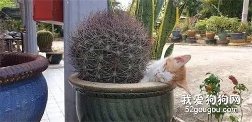 这猫非要找养着仙人掌的花盆睡觉，这一幕让人看得都觉得疼！