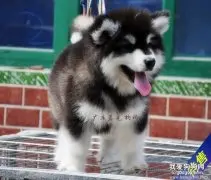 狗狗干眼症的症状和治疗方法