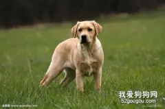 犬冠状病毒的诊断和治疗