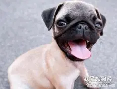 狗狗红眼病怎么办?