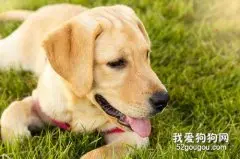狗狗髋关节发育不良的症状和防治措施