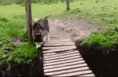 二哈的过桥方式让主人想哭...