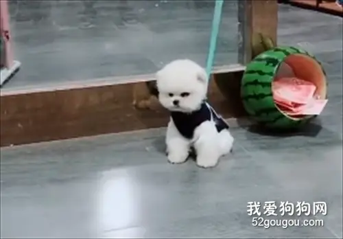 内有恶犬！捂好你的小心脏，以免笑抽！