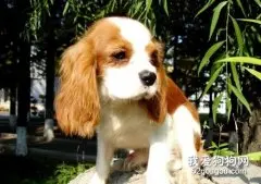狗狗得了皮藓的三大注意事项