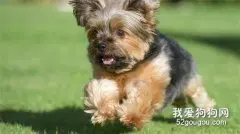 狗吃了鱼刺怎么救治？