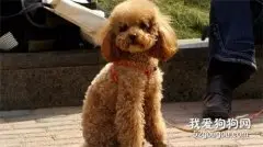 狗狗胃扭转的症状治疗和注意事项