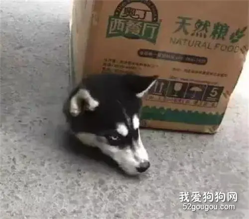 高价买了只二哈，路上它边走边拆，主人吓蒙了