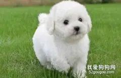 狗狗烫伤的急救措施