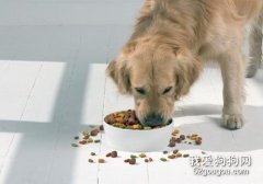如何训练狗狗吃饭