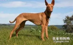 四种优秀的狩猎犬 对于狩猎犬你了解多少