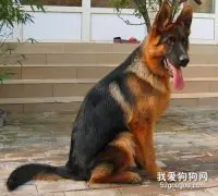 工作犬有哪些 这几种工作犬你都知道吗