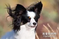 蝴蝶犬是哪里的 蝴蝶犬俗名蝶耳犬你知道吗？