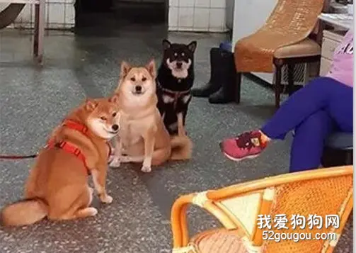 这只黑柴老是被误会没有眼睛，主人很无奈：明明就有啊！