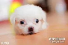 幼犬感冒怎么办?