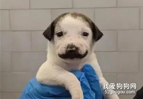 母汪生了个宝宝，它居然长成这个样子，一言难尽...