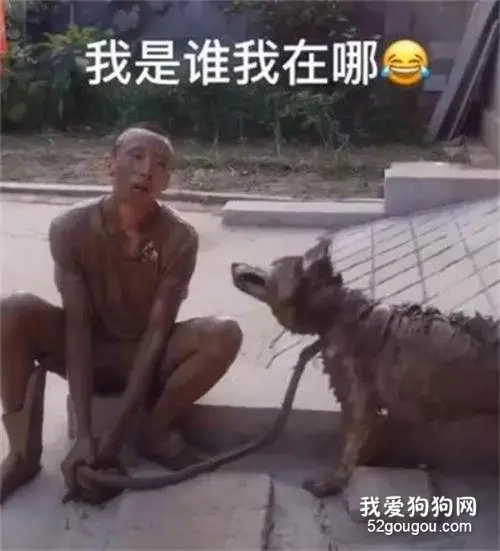 网友带哈士奇到河边玩，没想到回来后变成两个泥人，笑到胃疼！