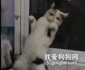 这猫，一看就不是正经喵