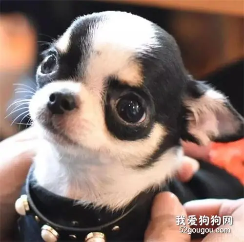 狗狗的无辜眼是进化而来？专家：没错，但有一种狗除外