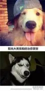 这就是养二哈与养金毛的区别 真是给跪了