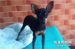 小鹿犬幼犬怎么补钙?