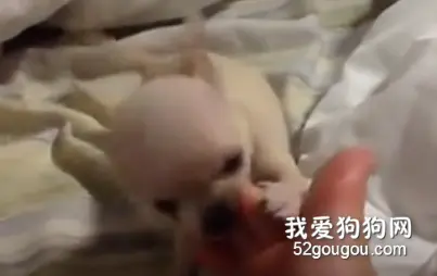 咬主人脚指头的小狗狗，好萌