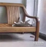 担心狗狗焦虑特意安监控，一直没忍心看，直到...