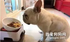 狗子礼貌排队，安静地等“风扇先生”吃饭