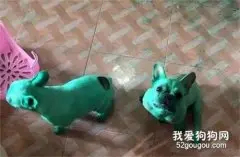 男子下班回家，发现自家养的狗子变成了绿巨人，吓得他差点报了警！
