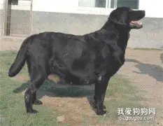 狗狗肚子死胎怎么办?