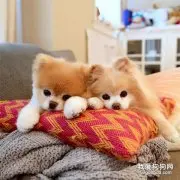 狗狗除跳蚤的简单方法