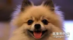 狗狗眼睛长息肉怎么办？